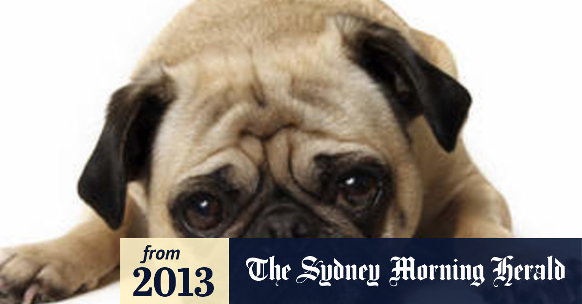 Paws for thought on pet care cost